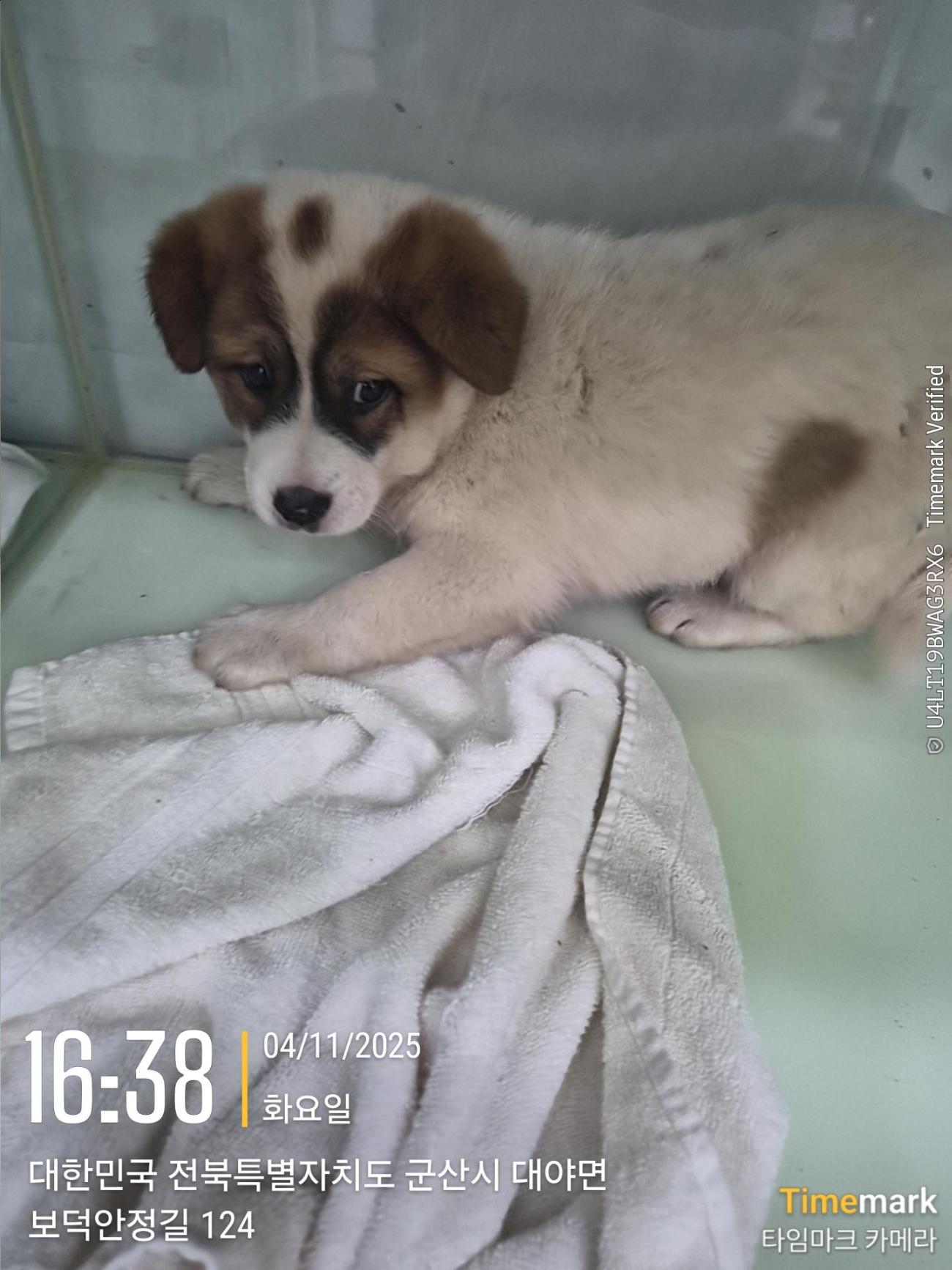 보호중 믹스견의 가…